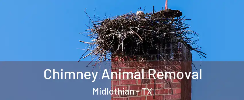  Chimney Animal Removal Midlothian - TX