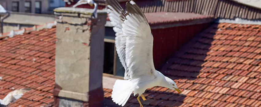 Residential Chimney Animal Removal Solution in Midlothian, TX