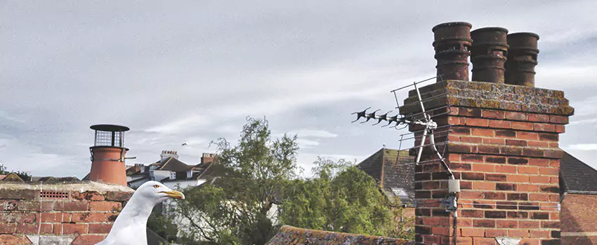 Chimney Cleaning And Restoration in Midlothian, Texas